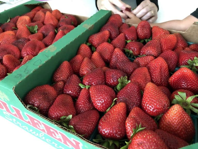 Flat of fresh strawberries during strawberry harvest season
