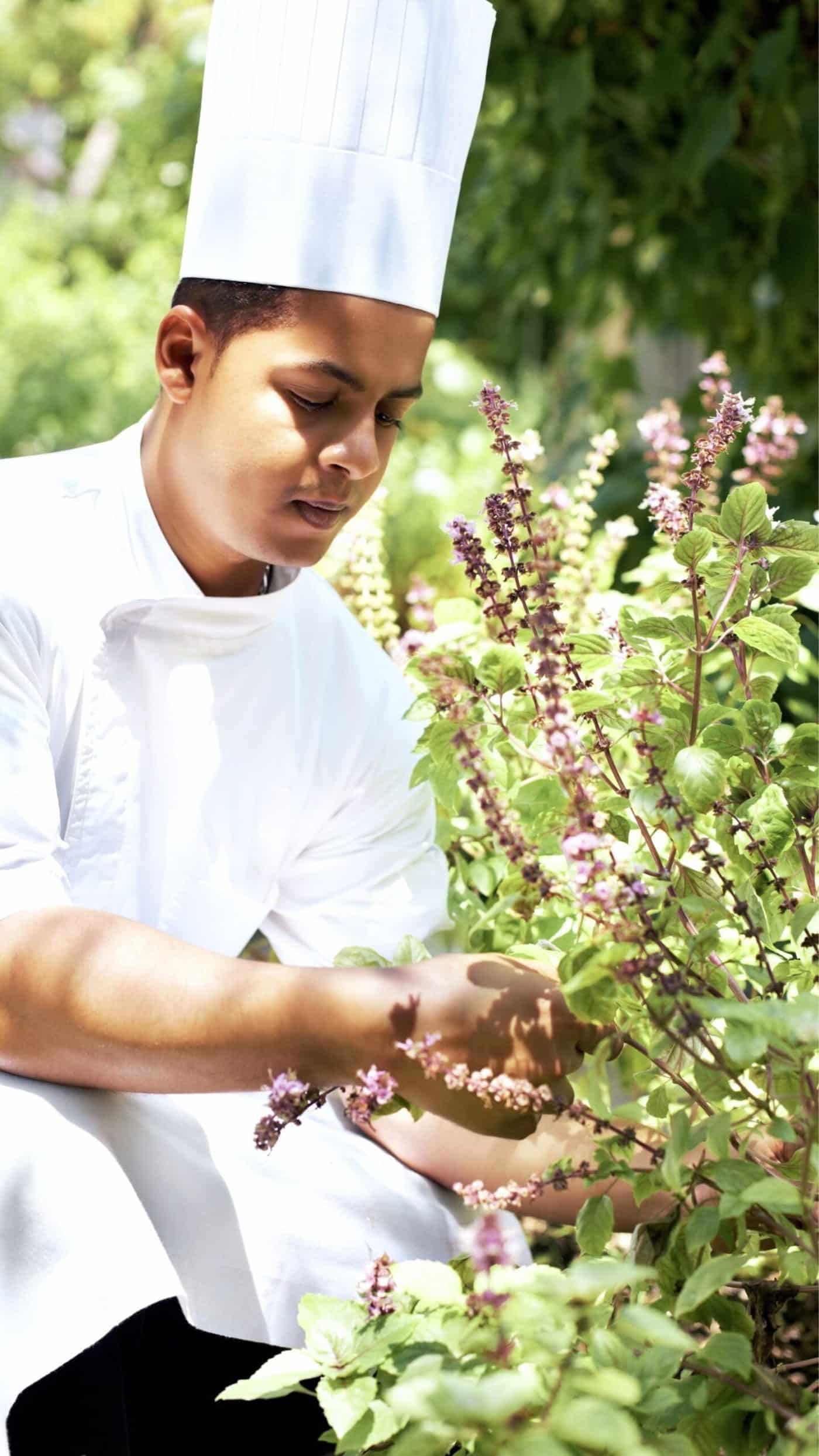 Fresh culinary herbs for a chef's garden