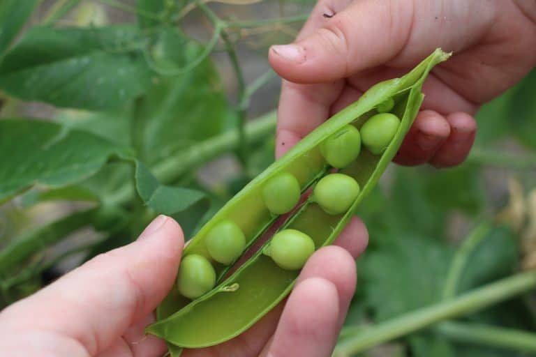 Preschool gardening ideas - green peas in a pod - kids garden