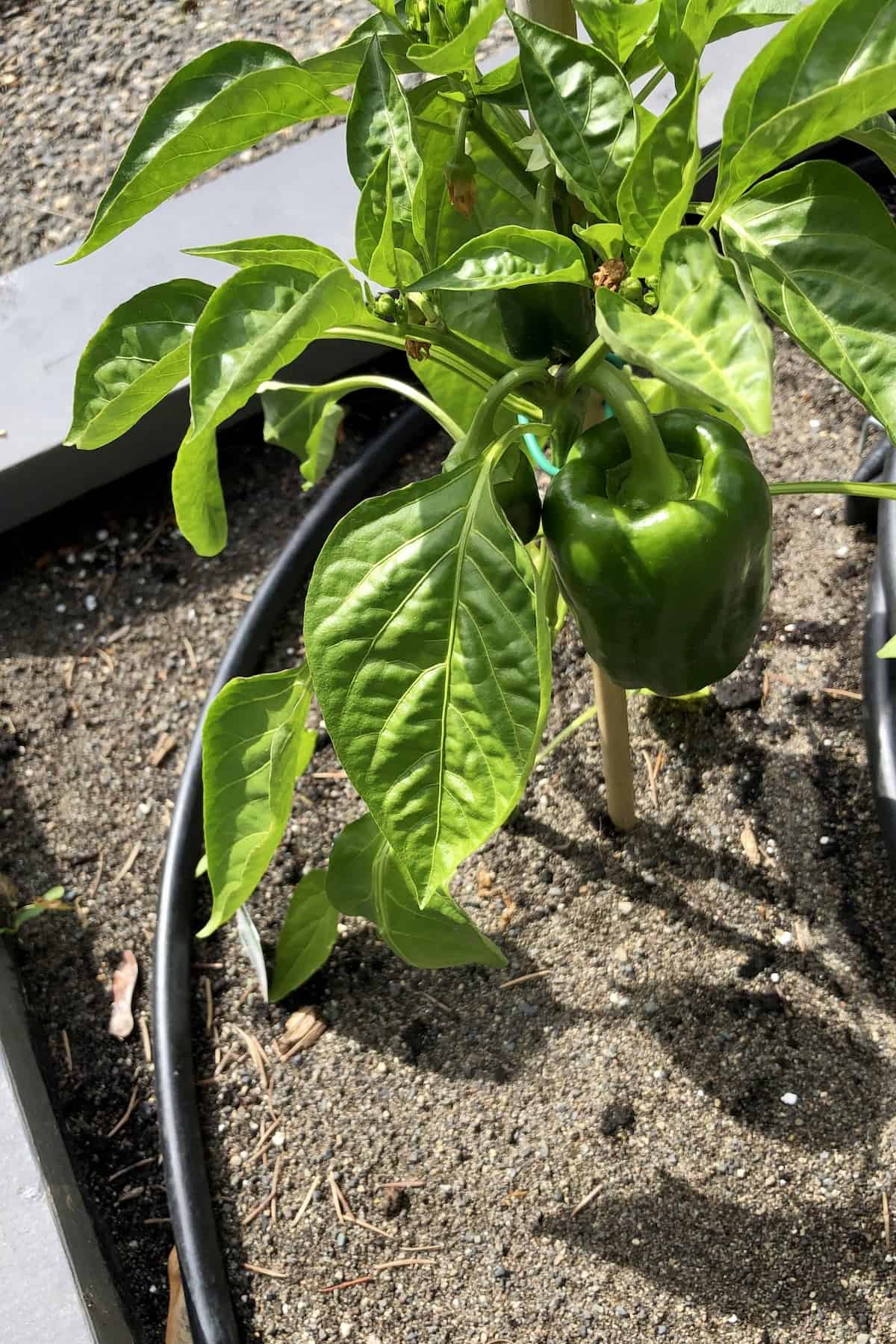 Green pepper growing on plant in raised bed