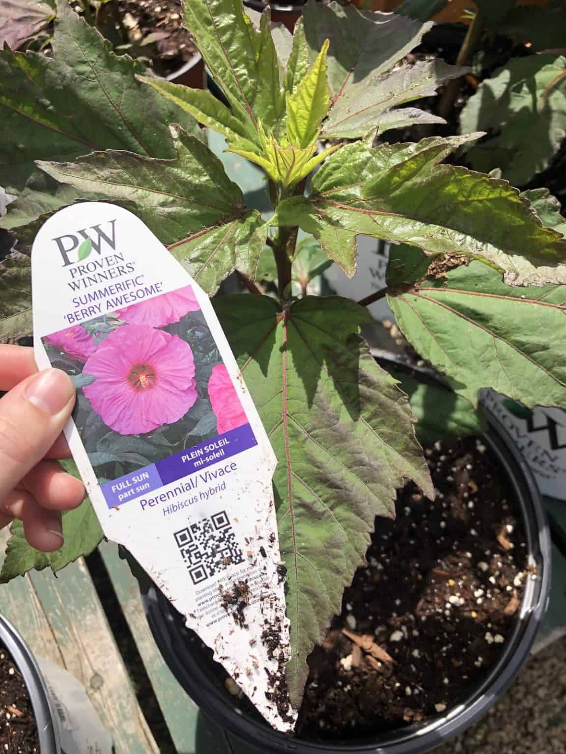 Dinner plate hibiscus 🌺 🍽 Unleash the tropical vibe in your garden