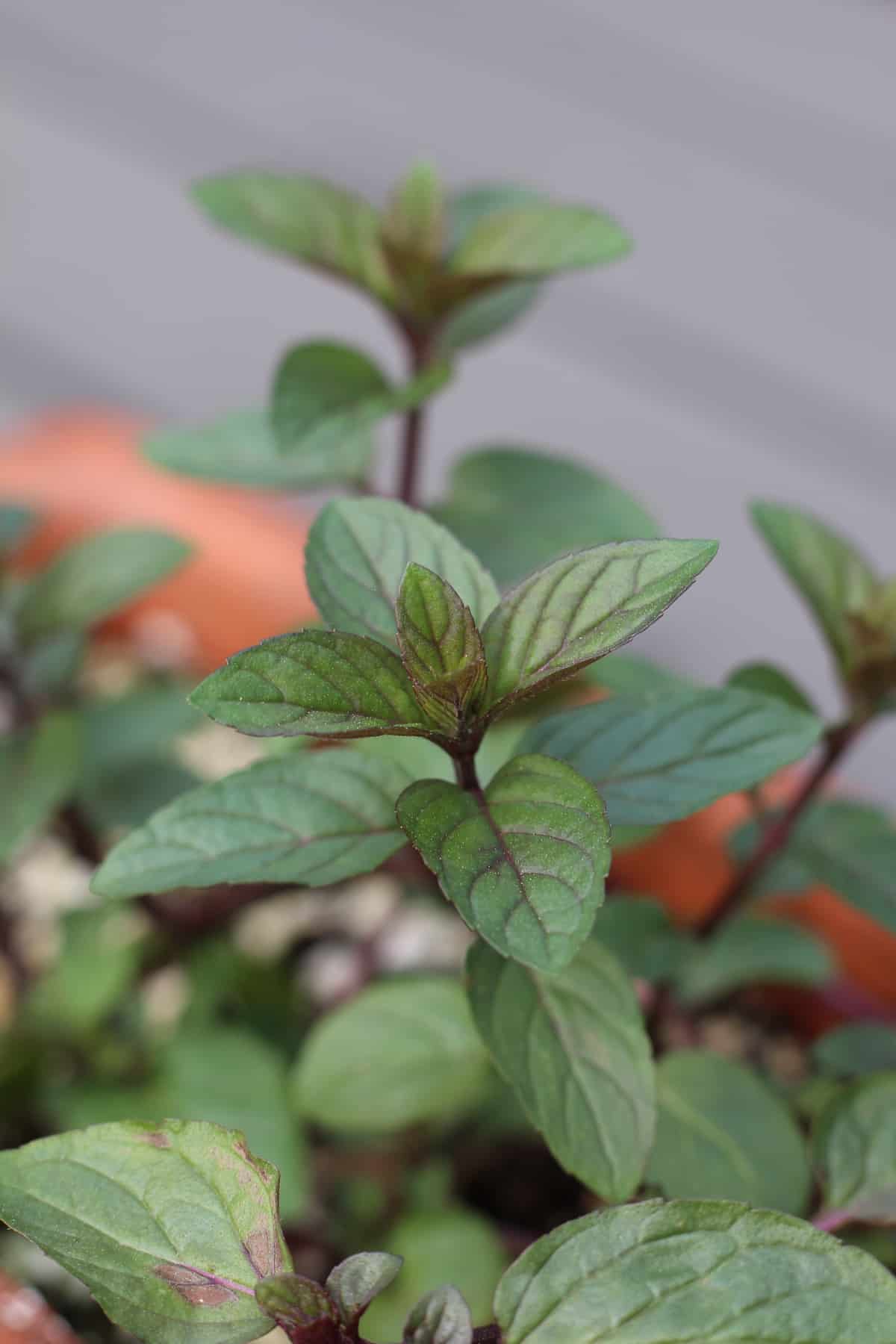 Peppermint grown in tabletop terra cotta container