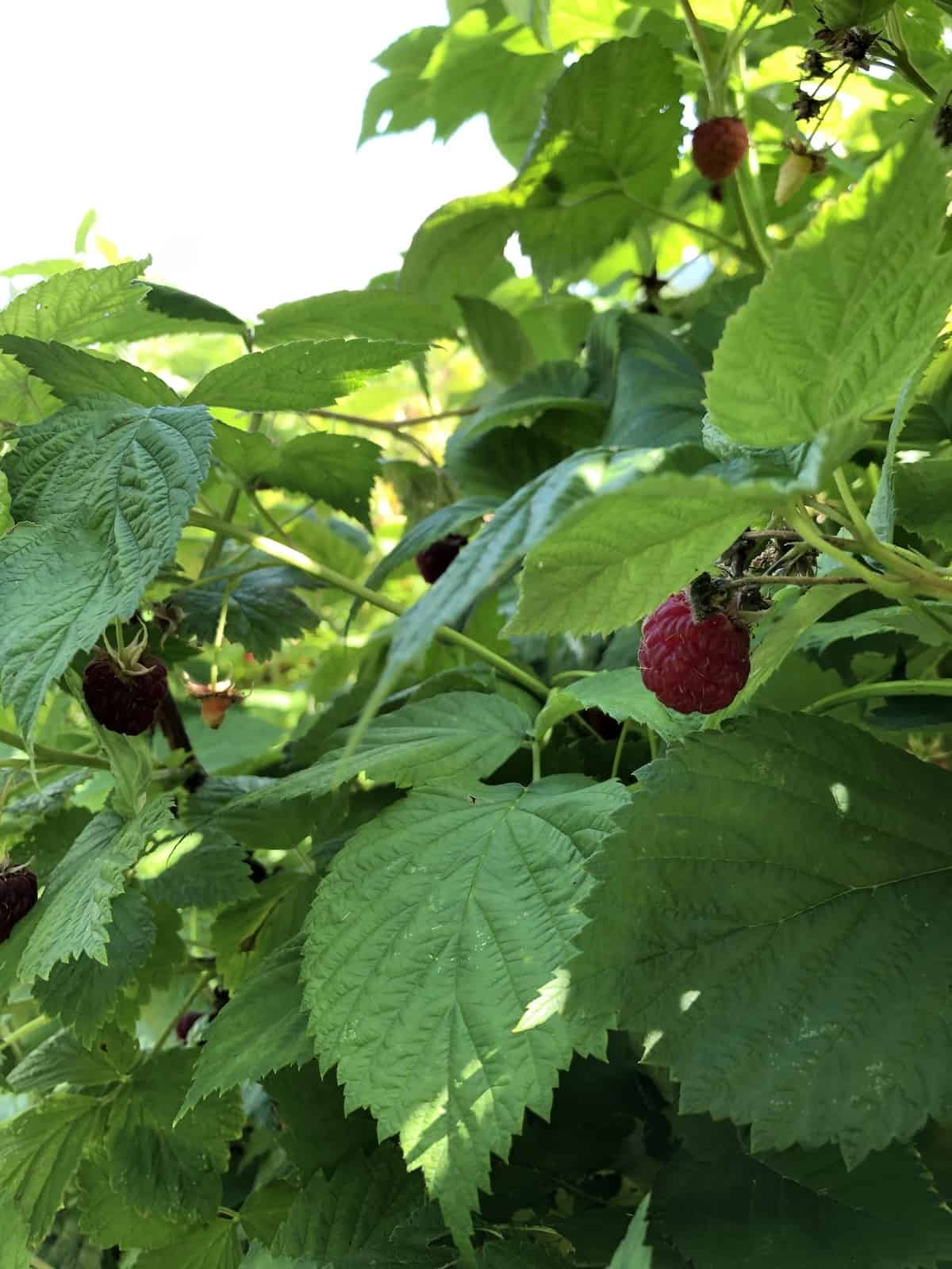 Raspberries growing on shady side of trellis