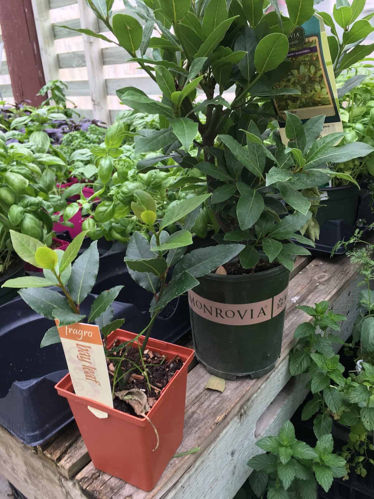 Small bay laurel trees for sale in culinary herb section of plant nursery