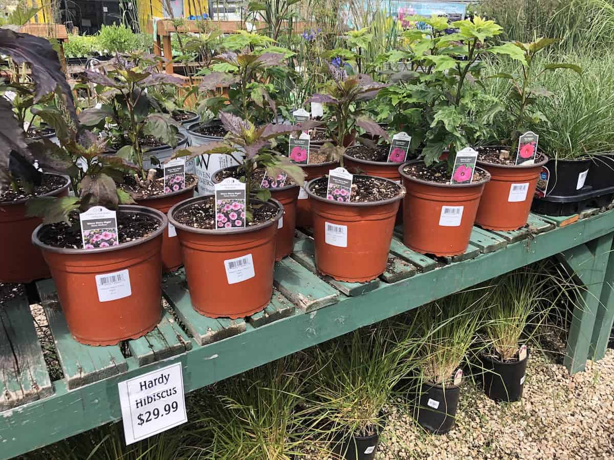 Table of hardy hibiscus plants for $30 each at plant nursery