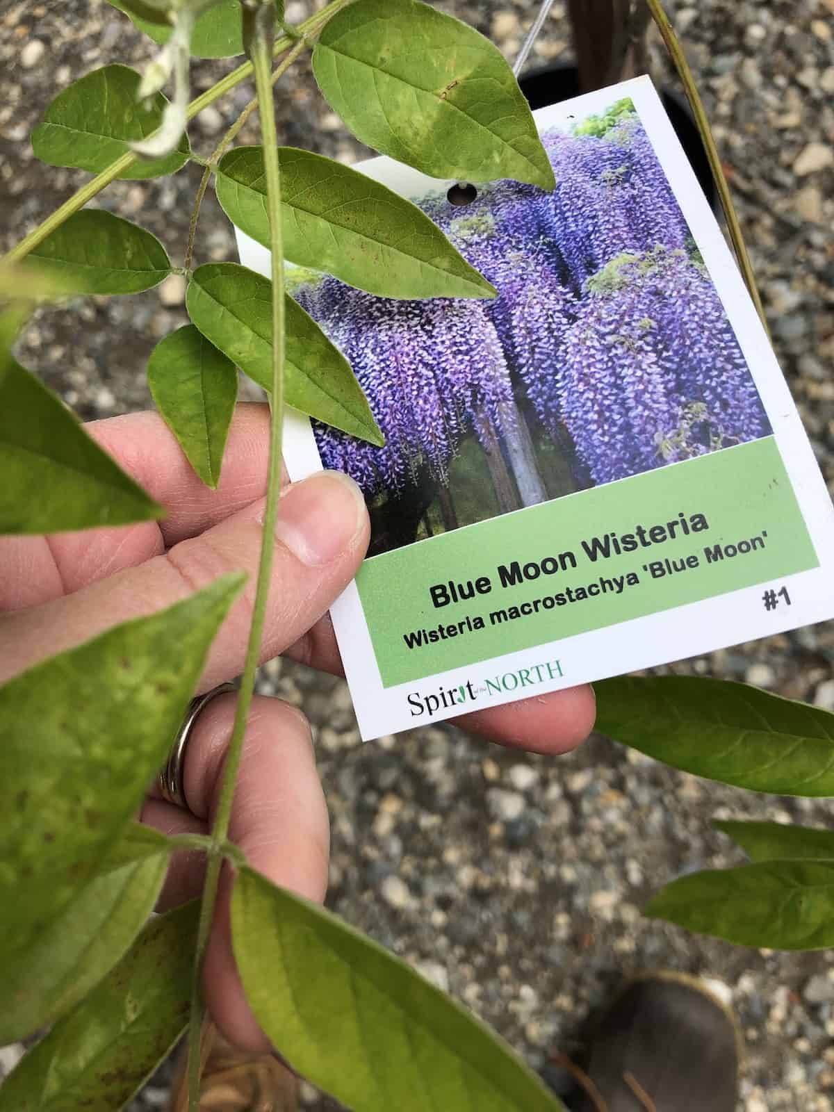 Tag for blue moon wisteria - kentucky wisteria macrostachya