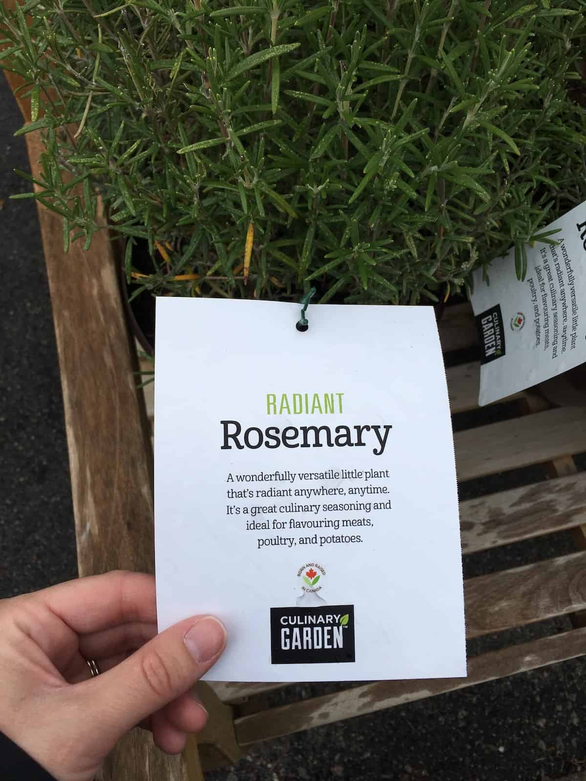 Tag on rosemary plant in the chefs herb garden
