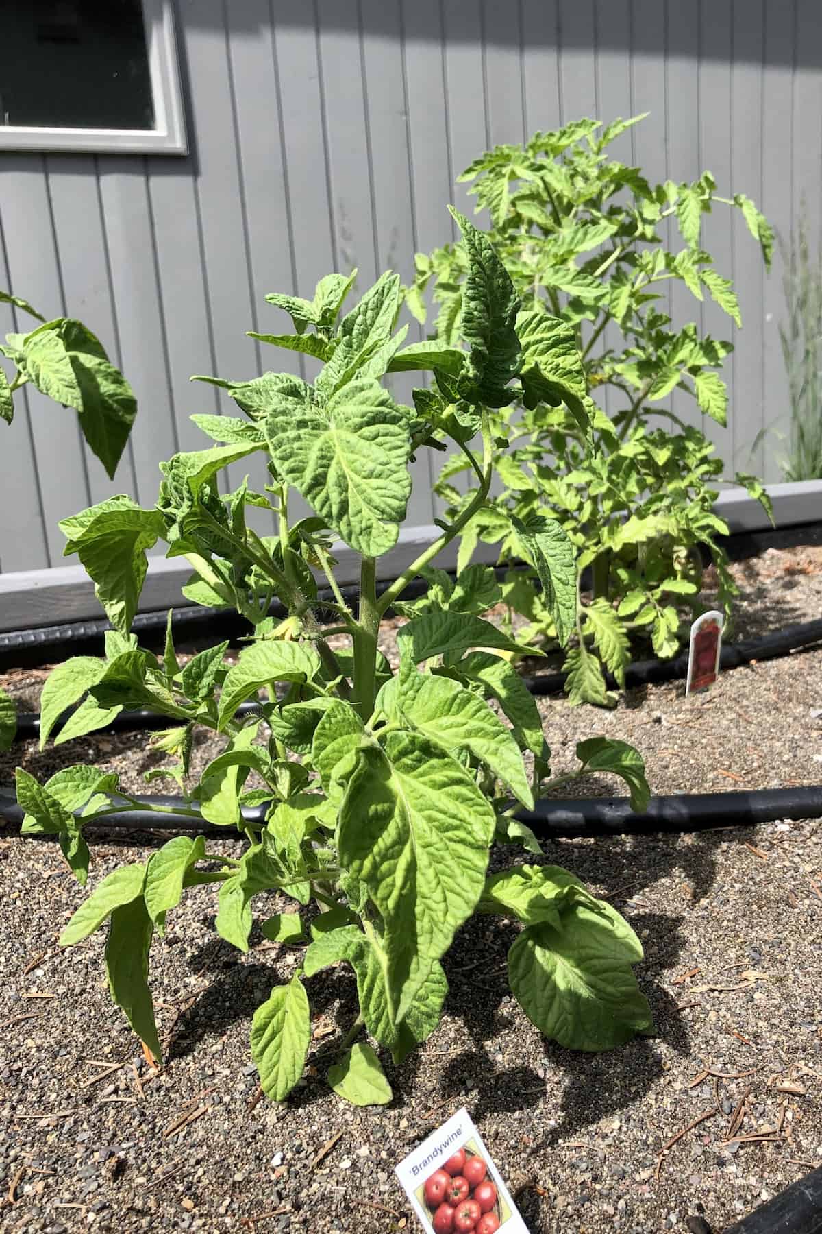 Tomatoes growing in raised bed garden