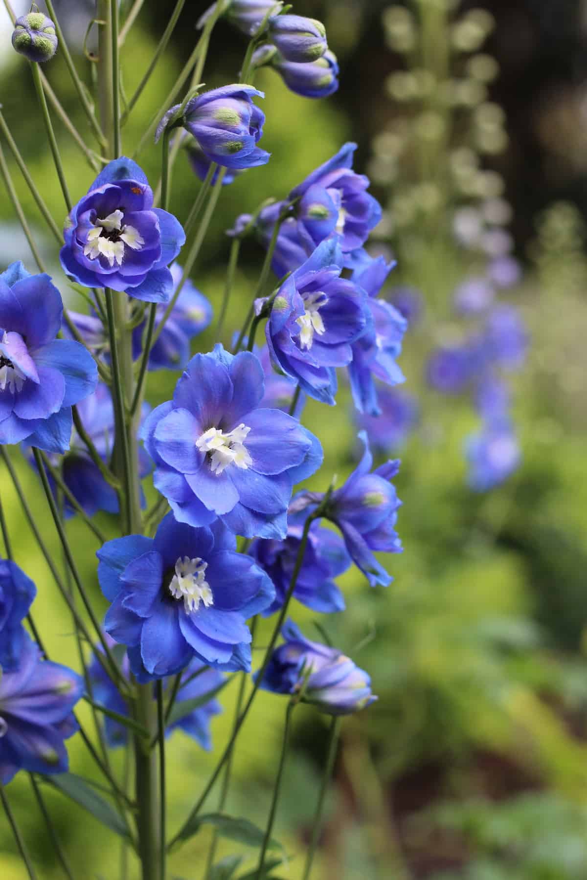 True blue delphinium flowers in garden