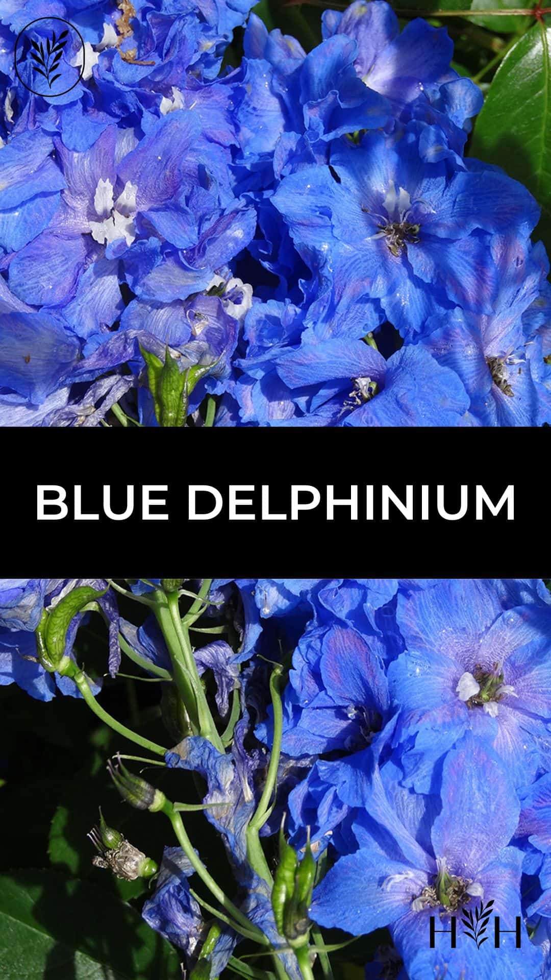 Blue delphinium via @home4theharvest