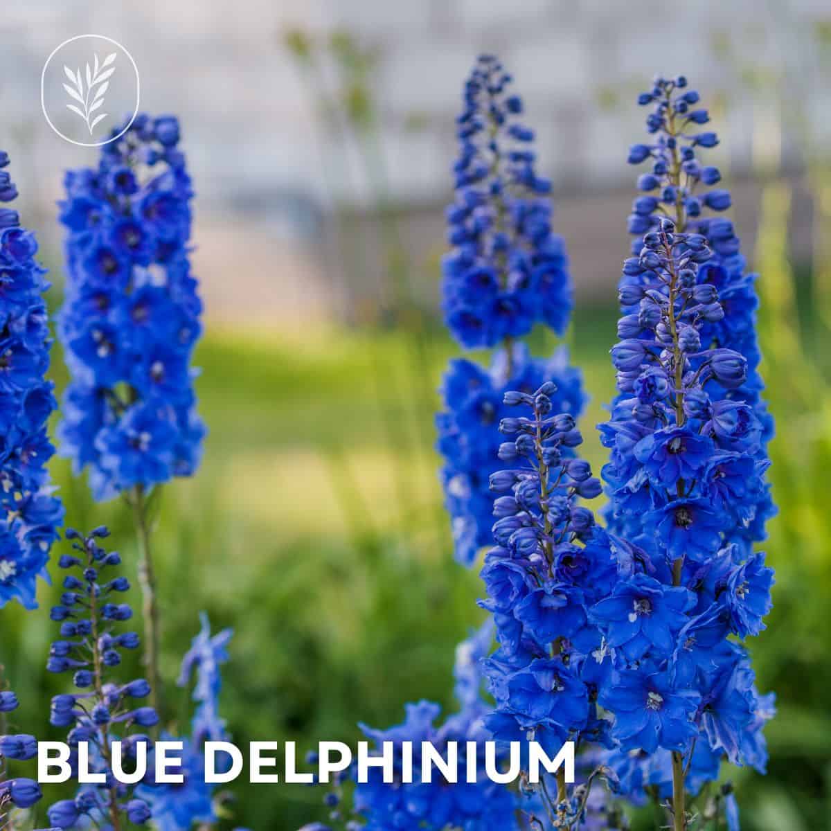 Blue delphinium via @home4theharvest