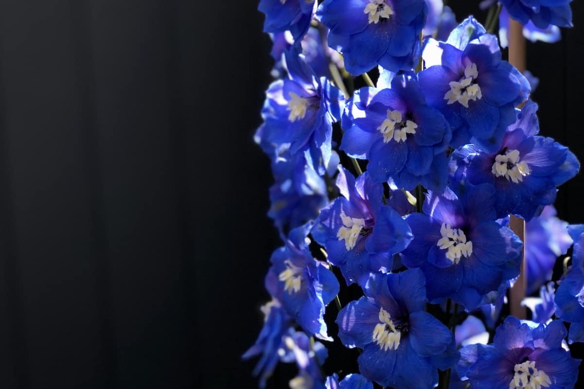 Blue delphinium - close up of flowers