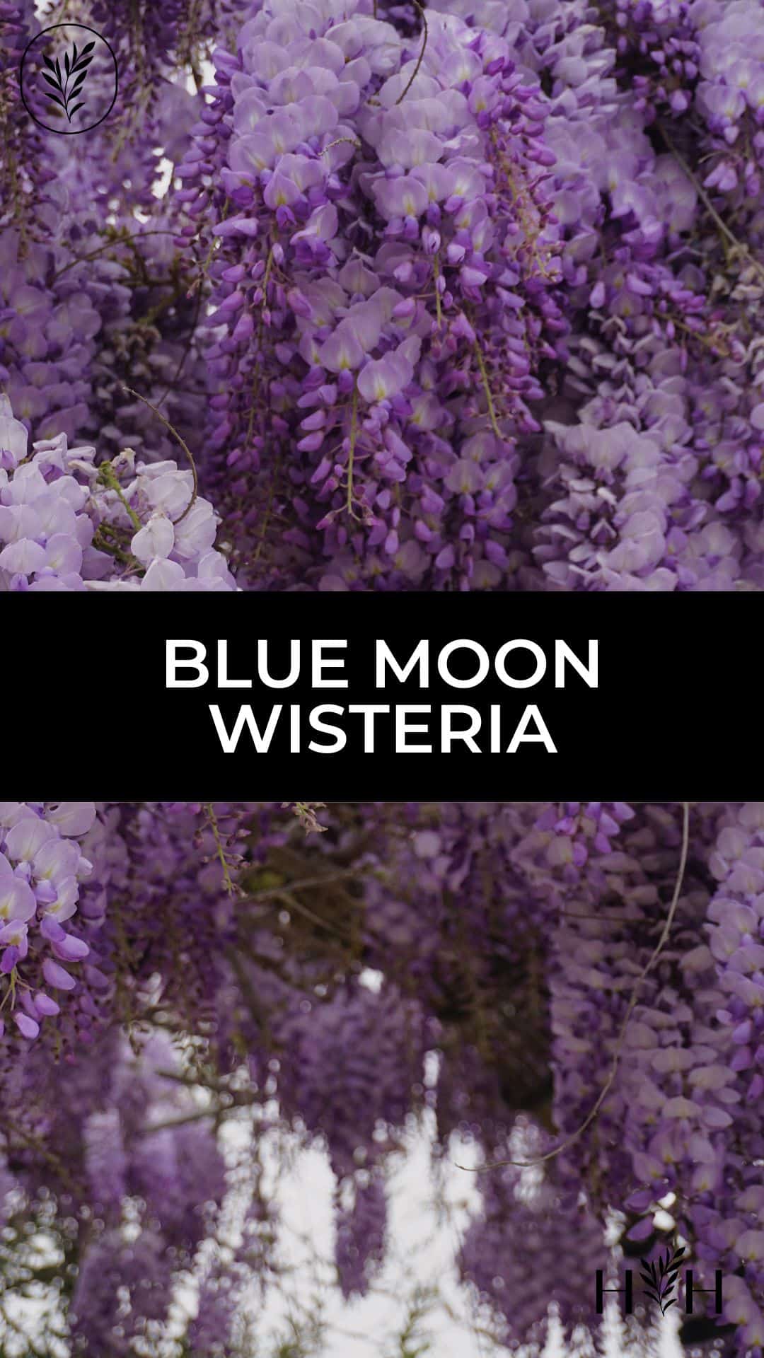 Blue moon wisteria via @home4theharvest