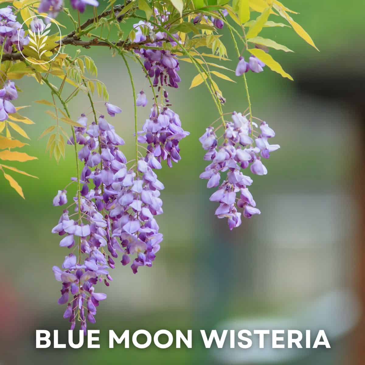 Blue moon wisteria via @home4theharvest