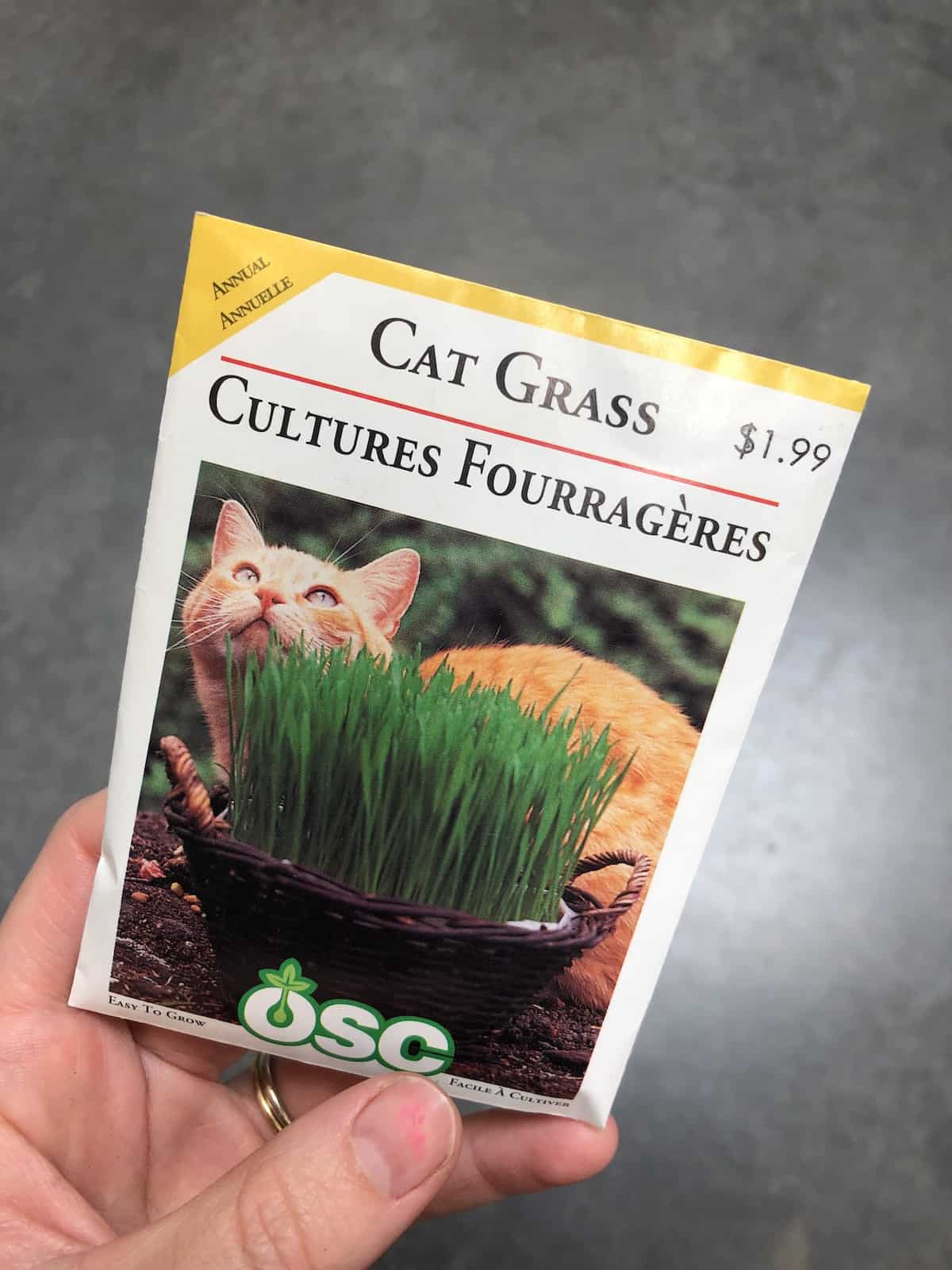 cat grass seeds in package with tabby cat photo - growing catgrass