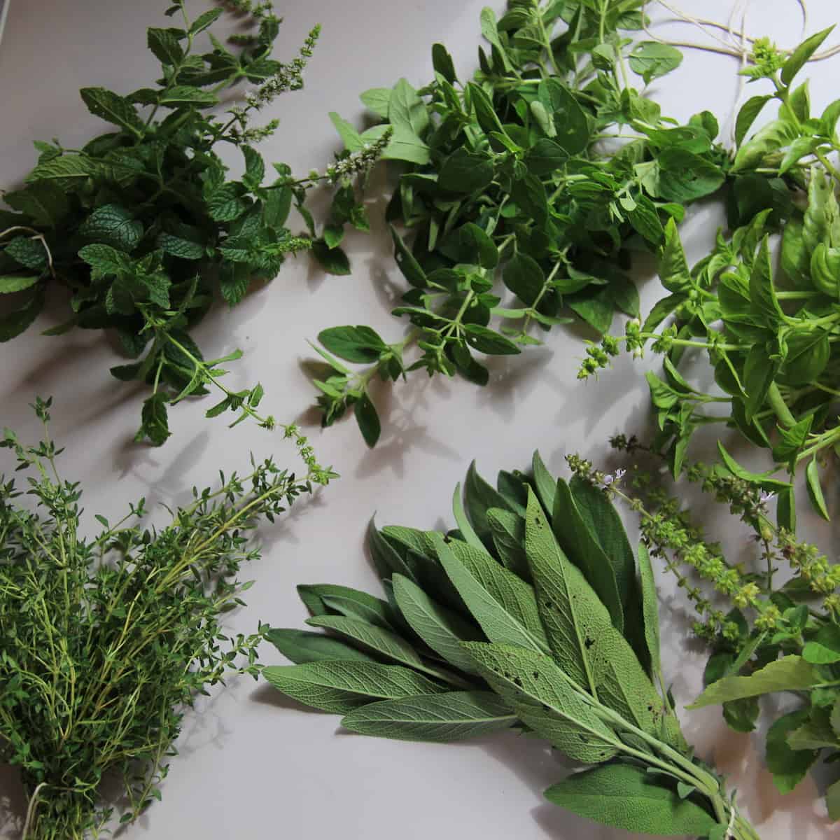 Culinary herbs on the kitchen countertop