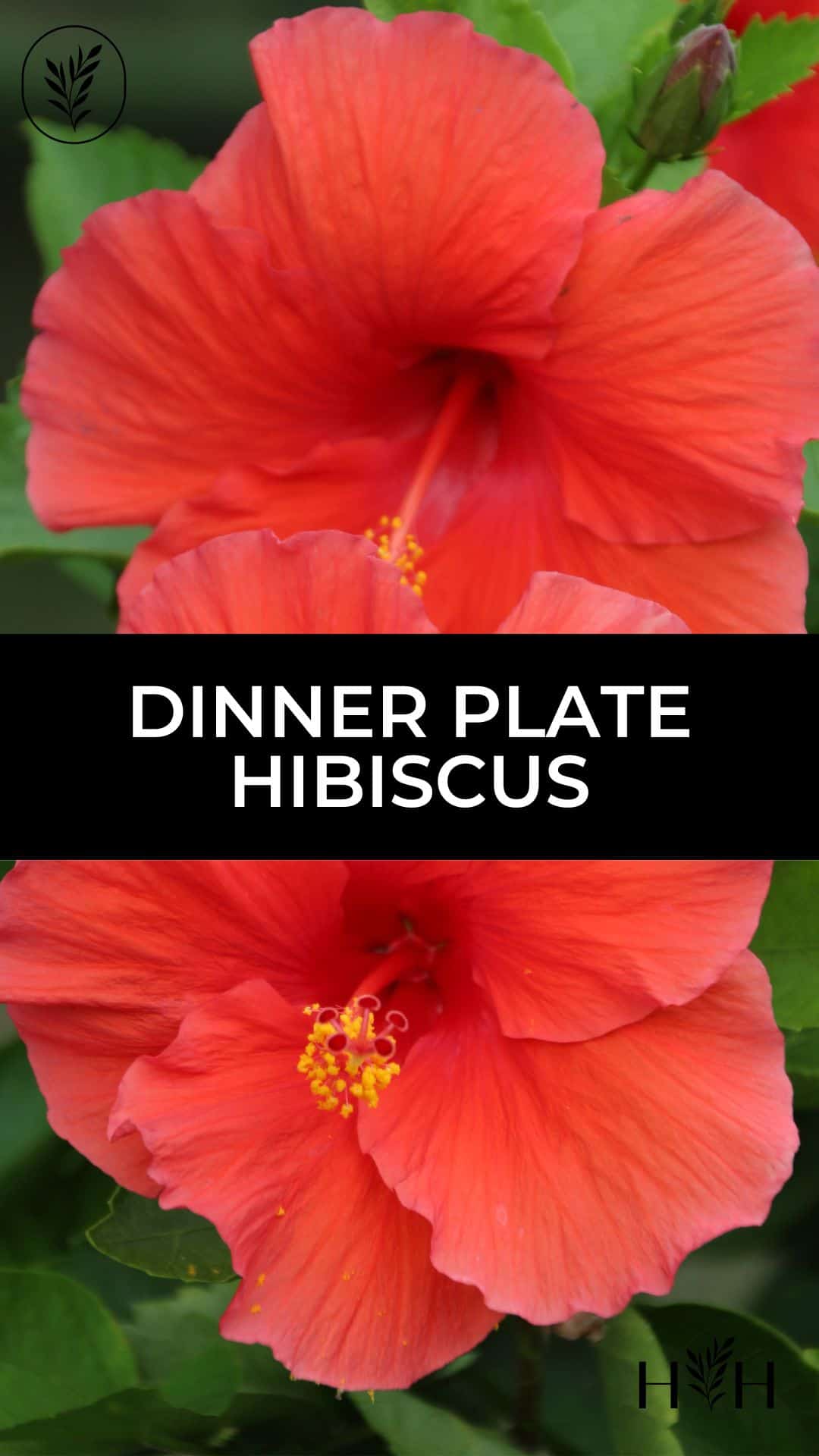 Dinner plate hibiscus via @home4theharvest