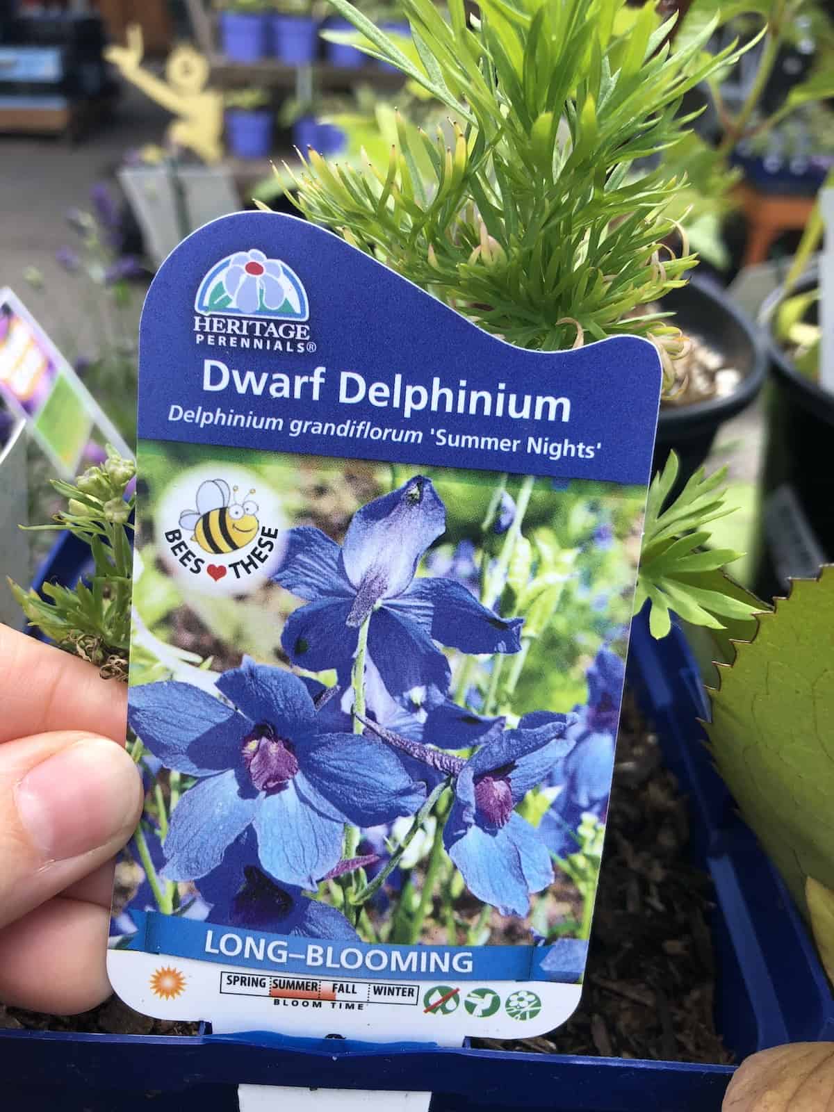 Dwarf blue delphinium - summer nights