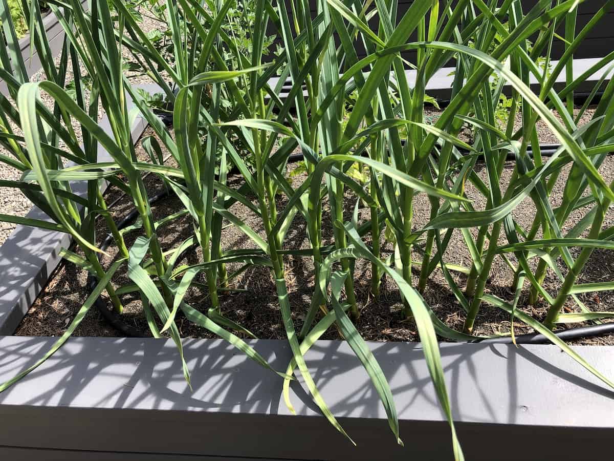 Garlic growing in a raised bed in backyard garden