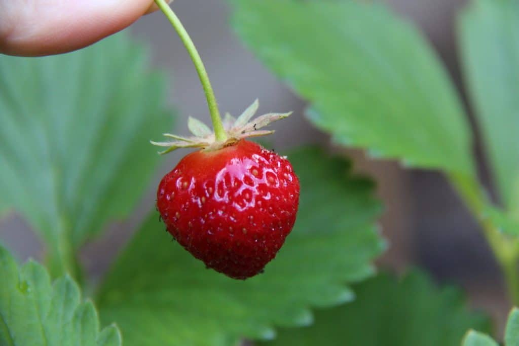 Growing french gourmet strawberries in a patio strawberry planter pot
