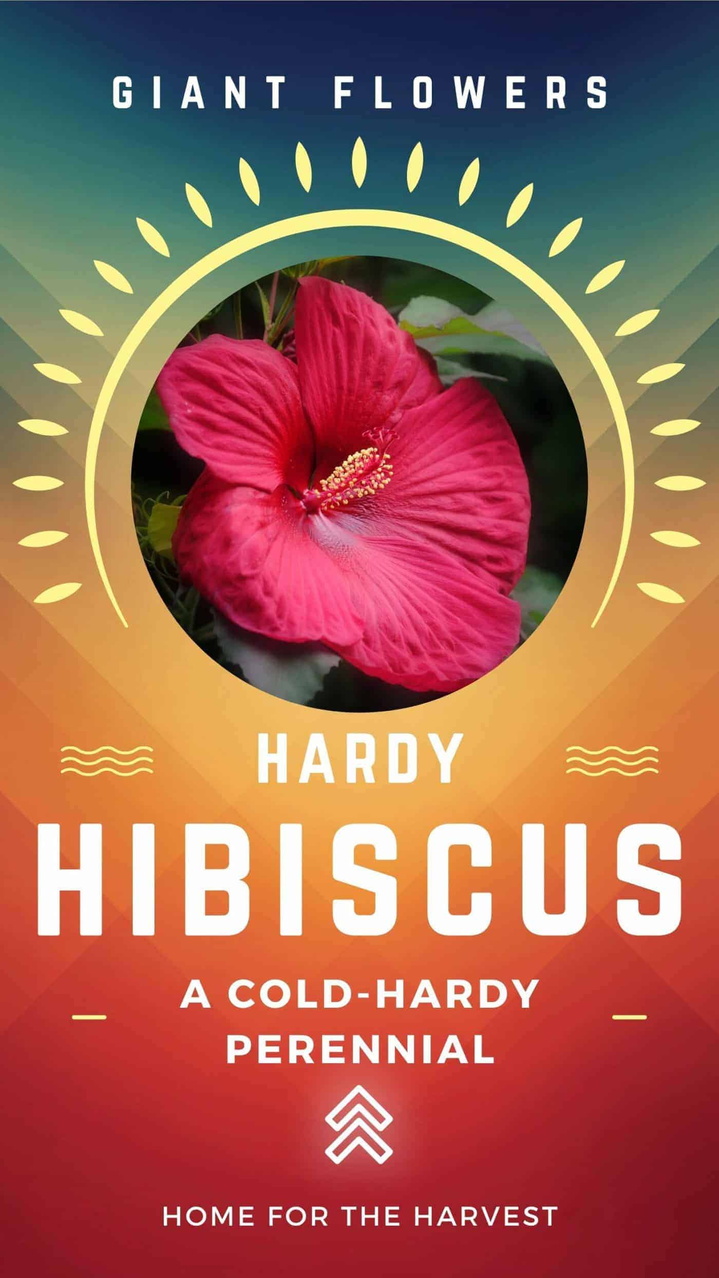 Hardy hibiscus flowers - dinner plate hibiscus - cold hardy perennial via @home4theharvest