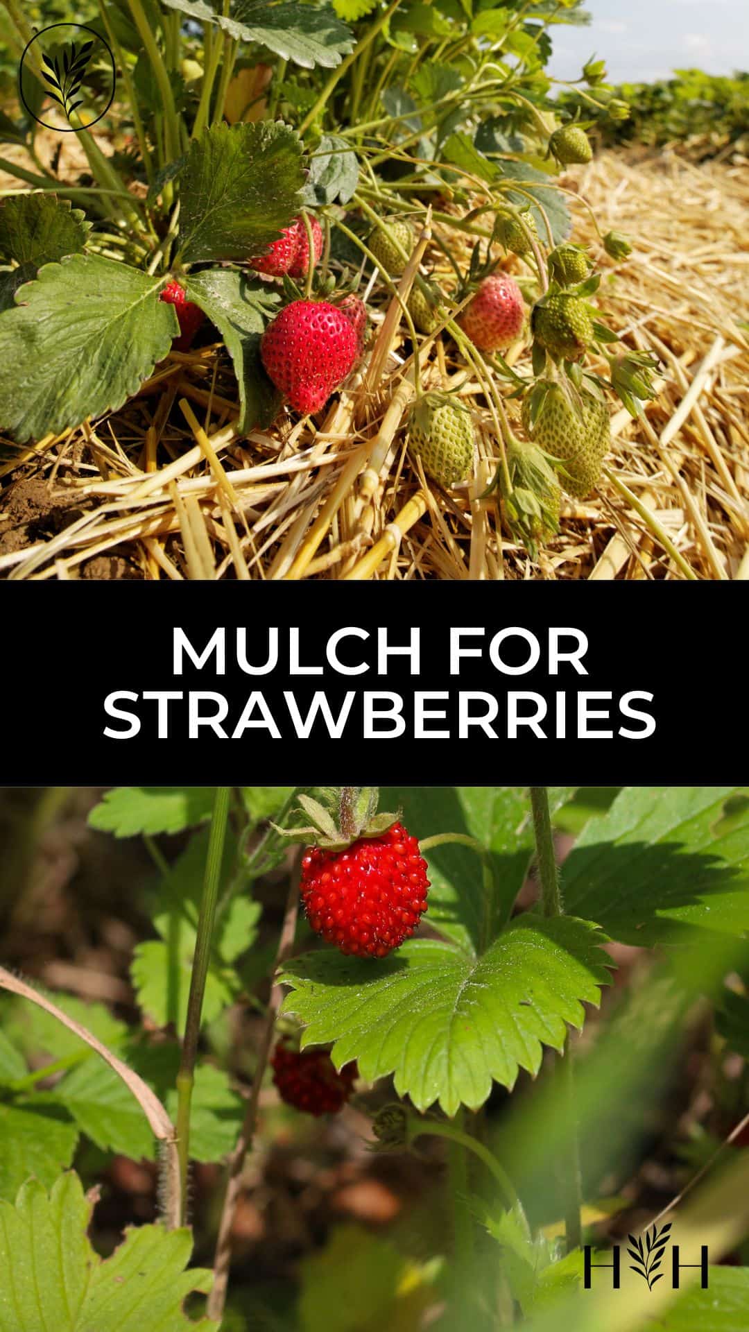 Mulch for strawberries via @home4theharvest