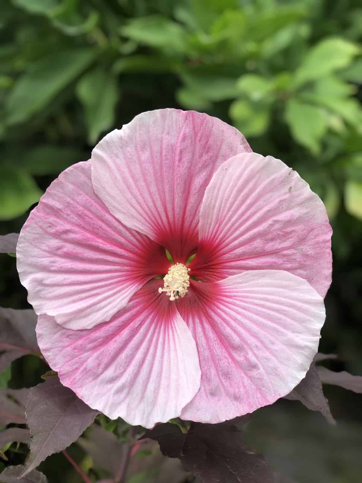 Dinner plate hibiscus - pink, white, and red hardy hibiscus