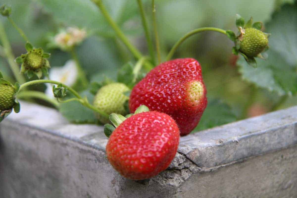 Strawberry planter - idea - ripe red strawberries growing in a concrete strawberry planter