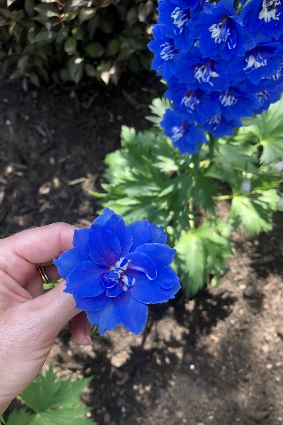 Single blue delphinium flower in the garden