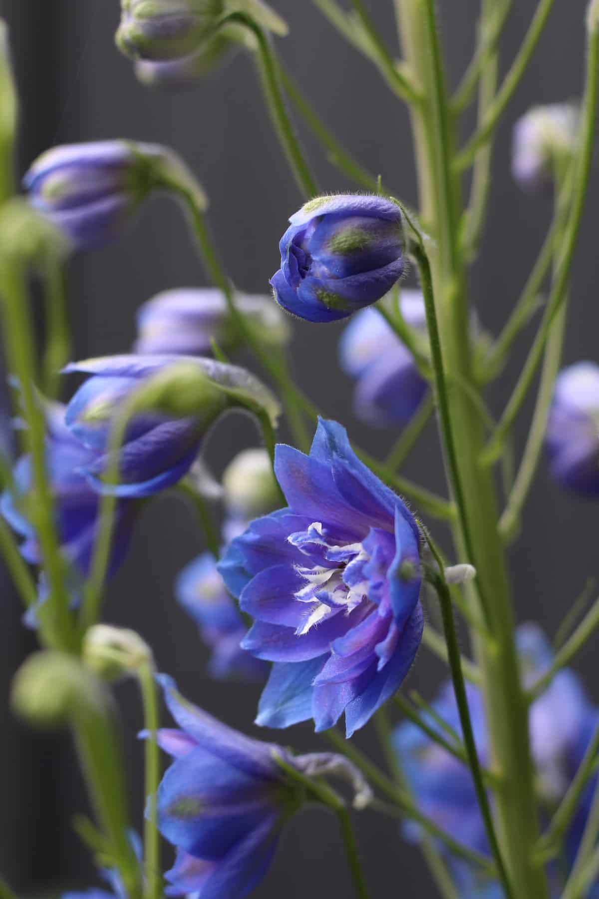 Stunning blue delphiniums