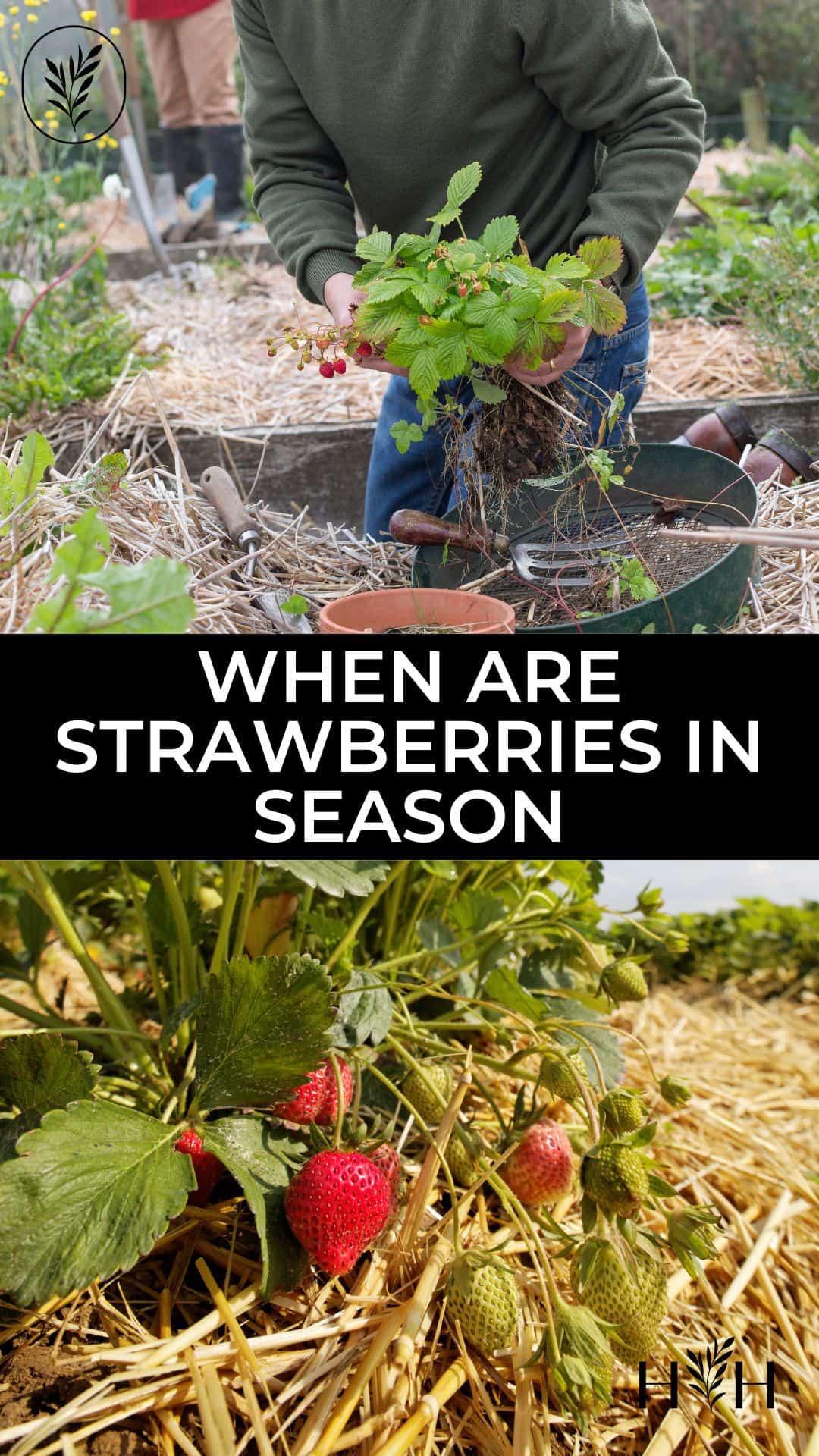 When are strawberries in season via @home4theharvest