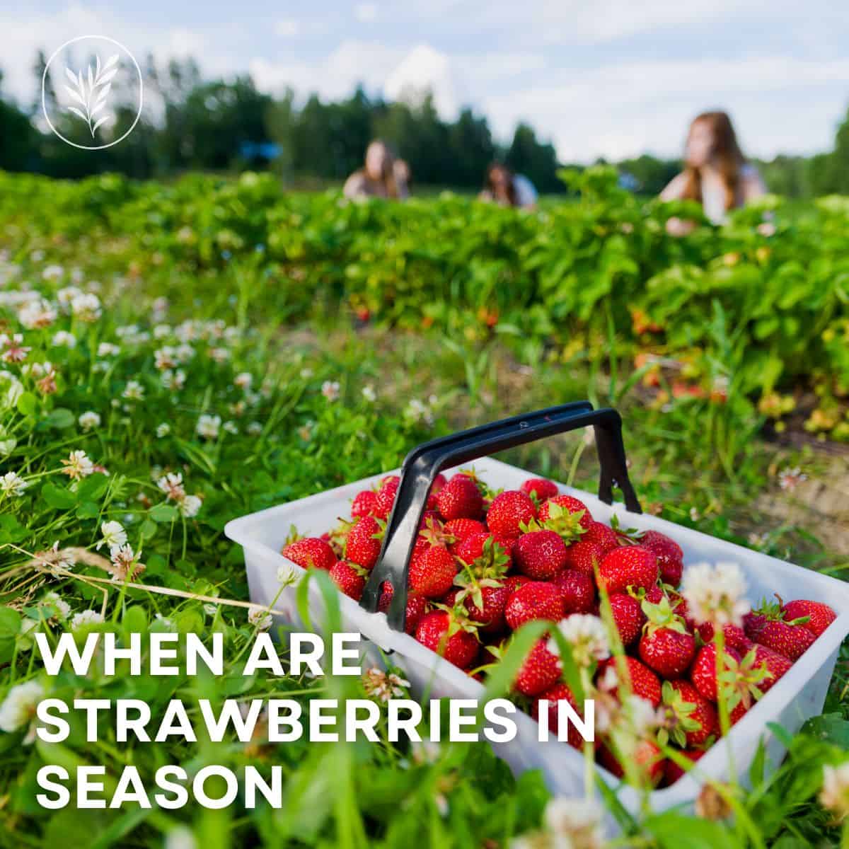 When are strawberries in season via @home4theharvest