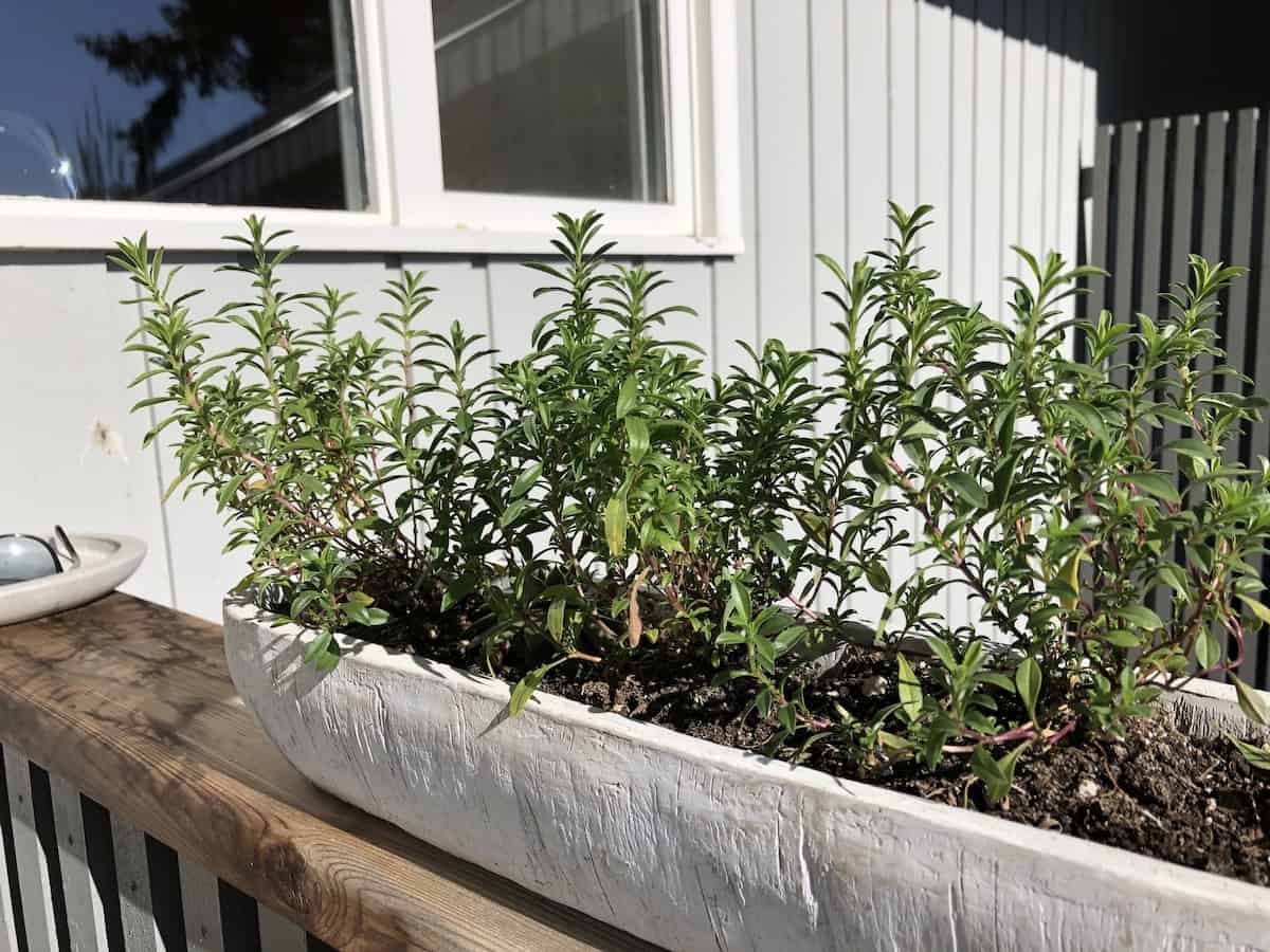 Winter savory planted in a long grey container planter