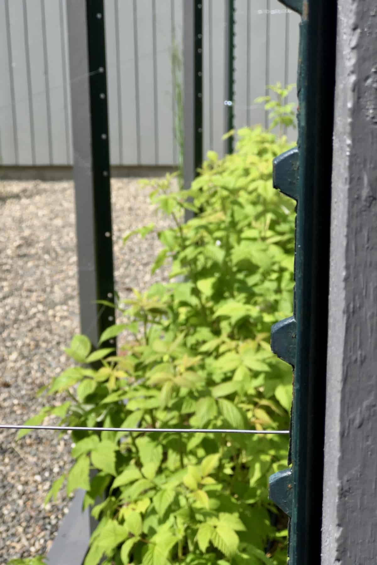 wire outer cage on raspberry trellis