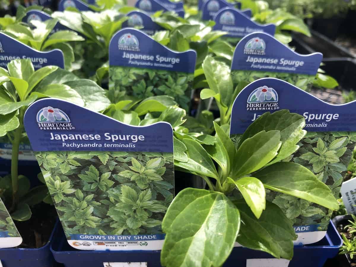 Japanese spurge - pachysandra - landscapers flat