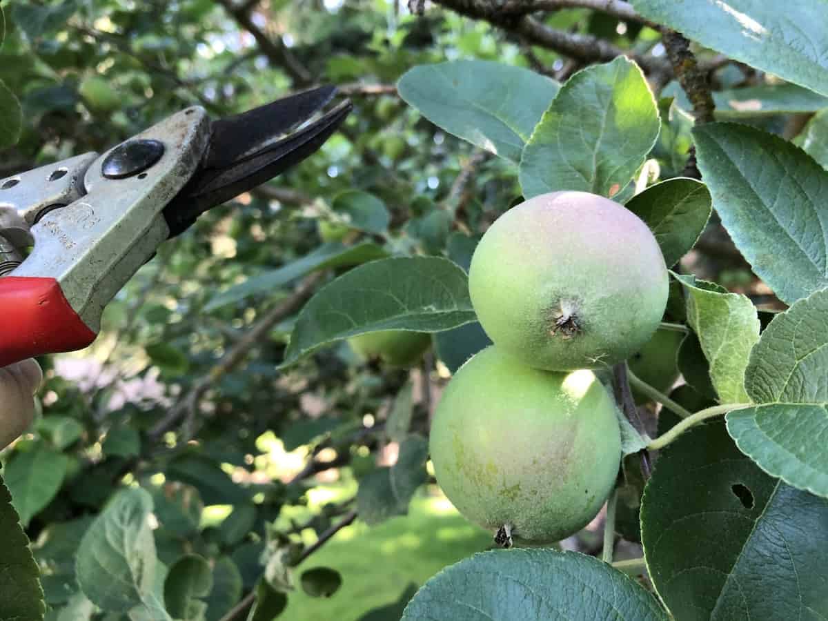 Pruning fruit trees - apple