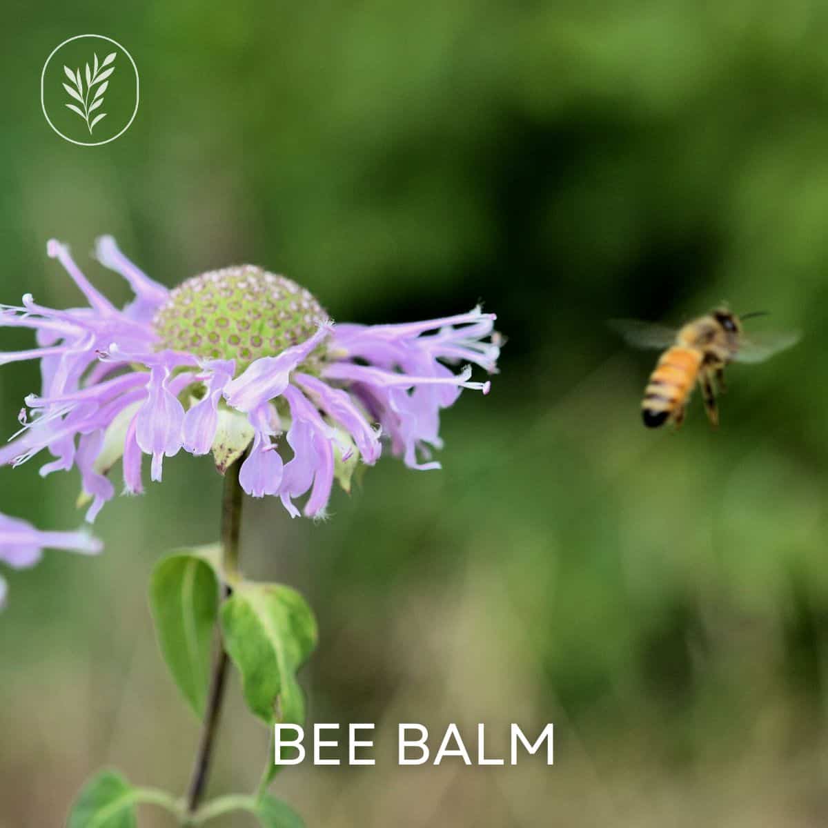 Bee balm via @home4theharvest