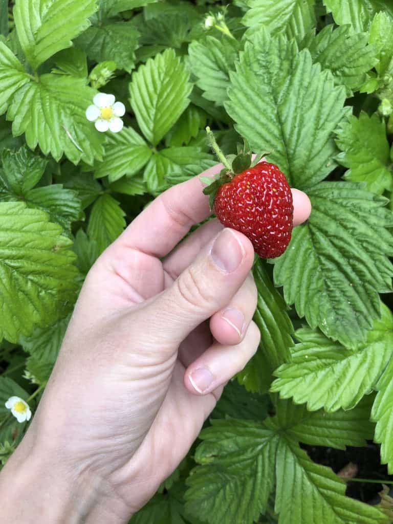 Fresh strawberry from the food garden