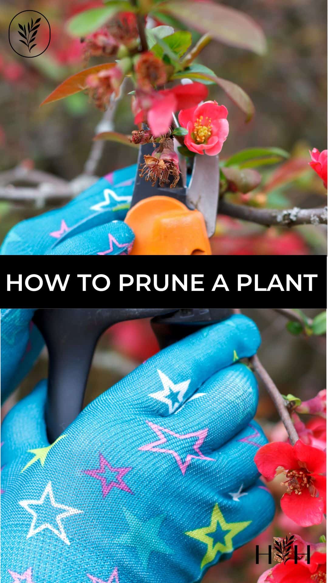 How to prune a plant via @home4theharvest