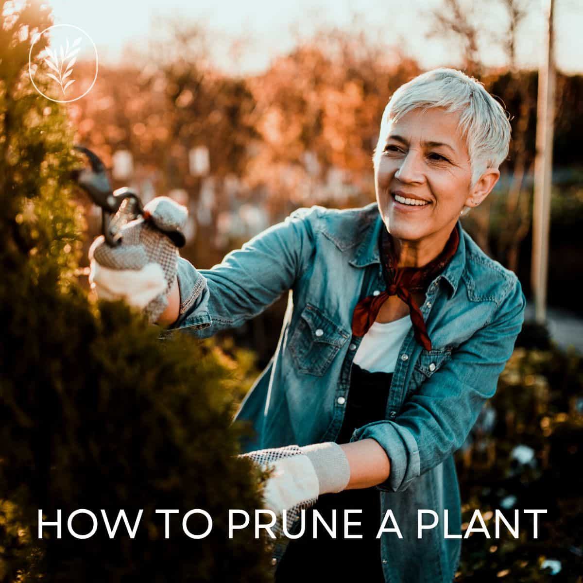 How to prune a plant via @home4theharvest