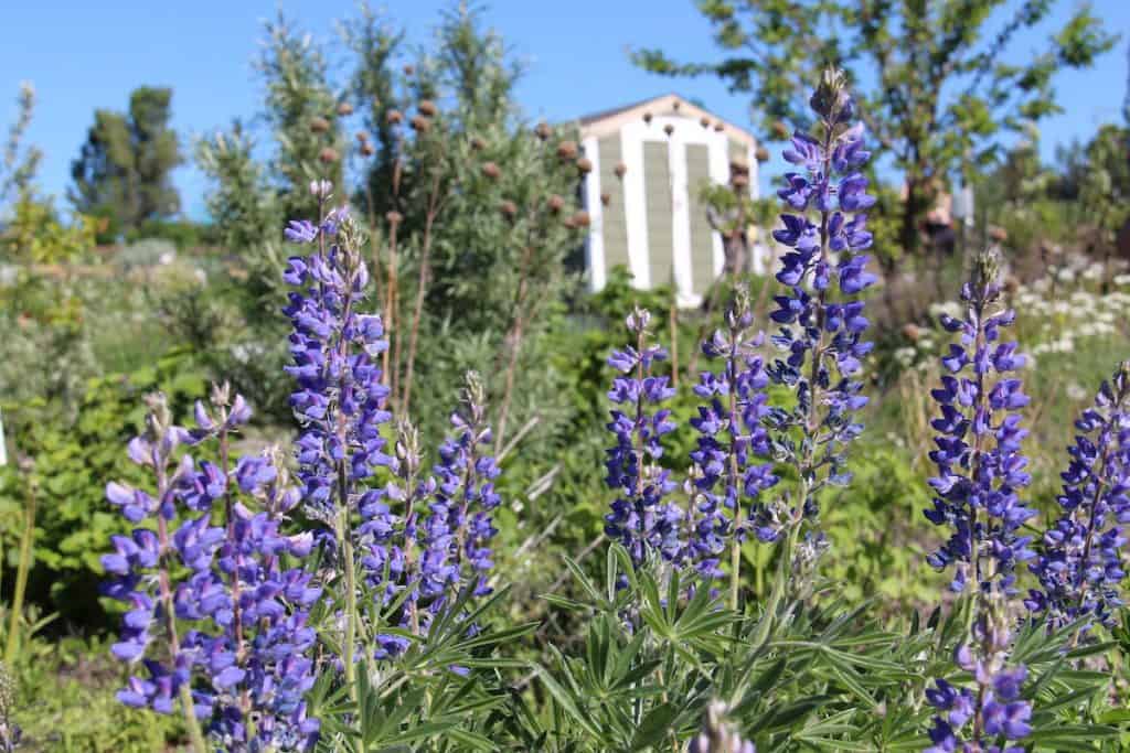Native lupin flowers in spring garden