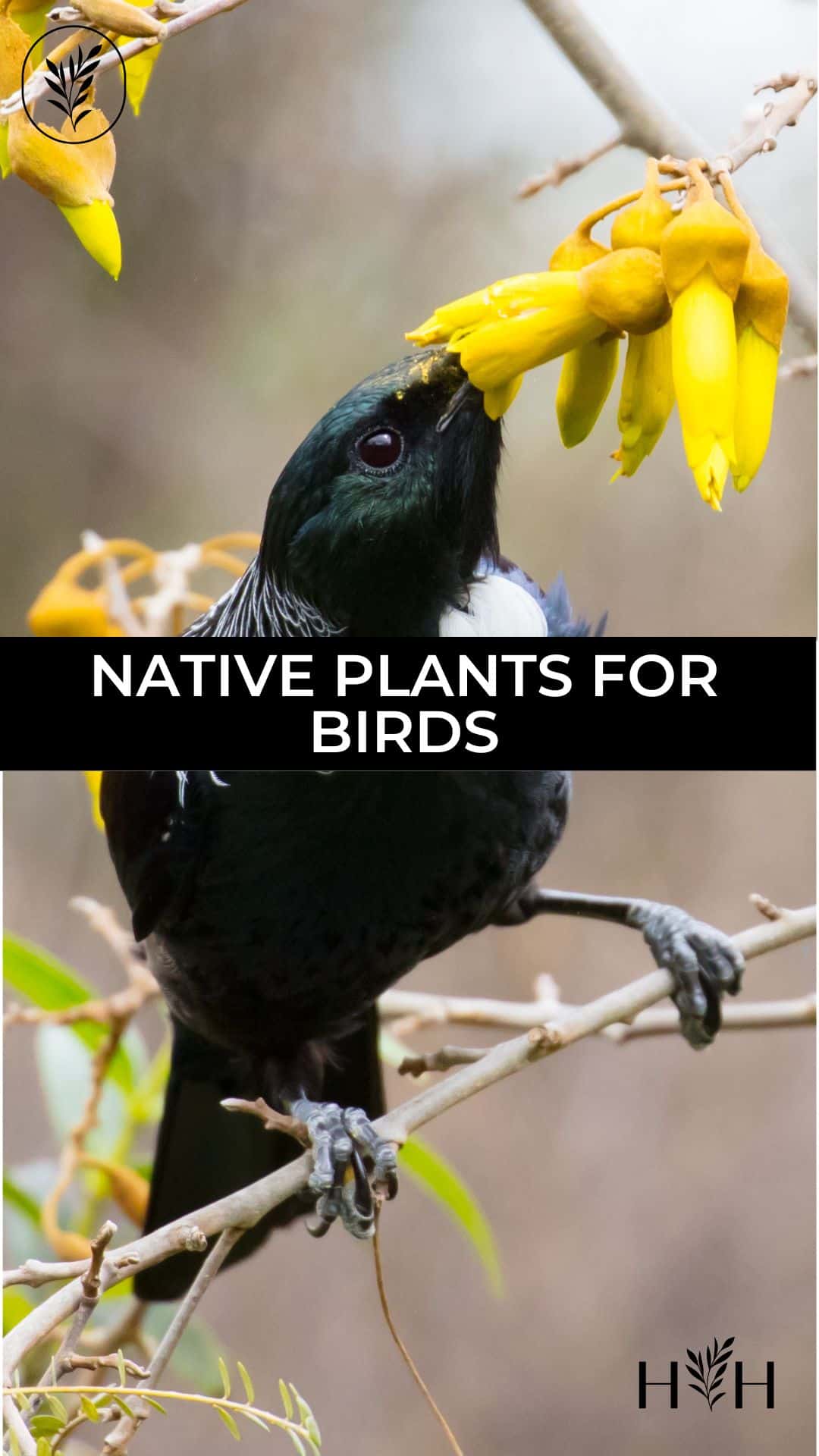 Native plants for birds via @home4theharvest