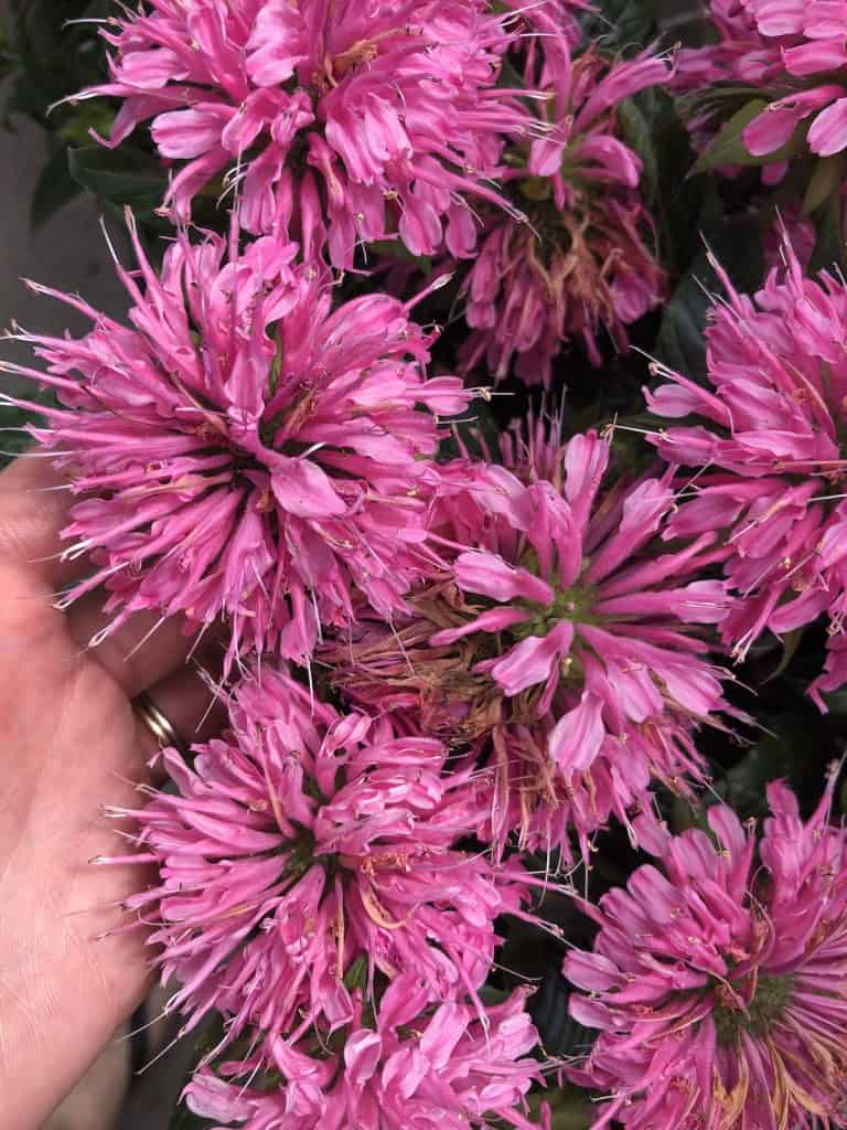 Pink bee balm flowers