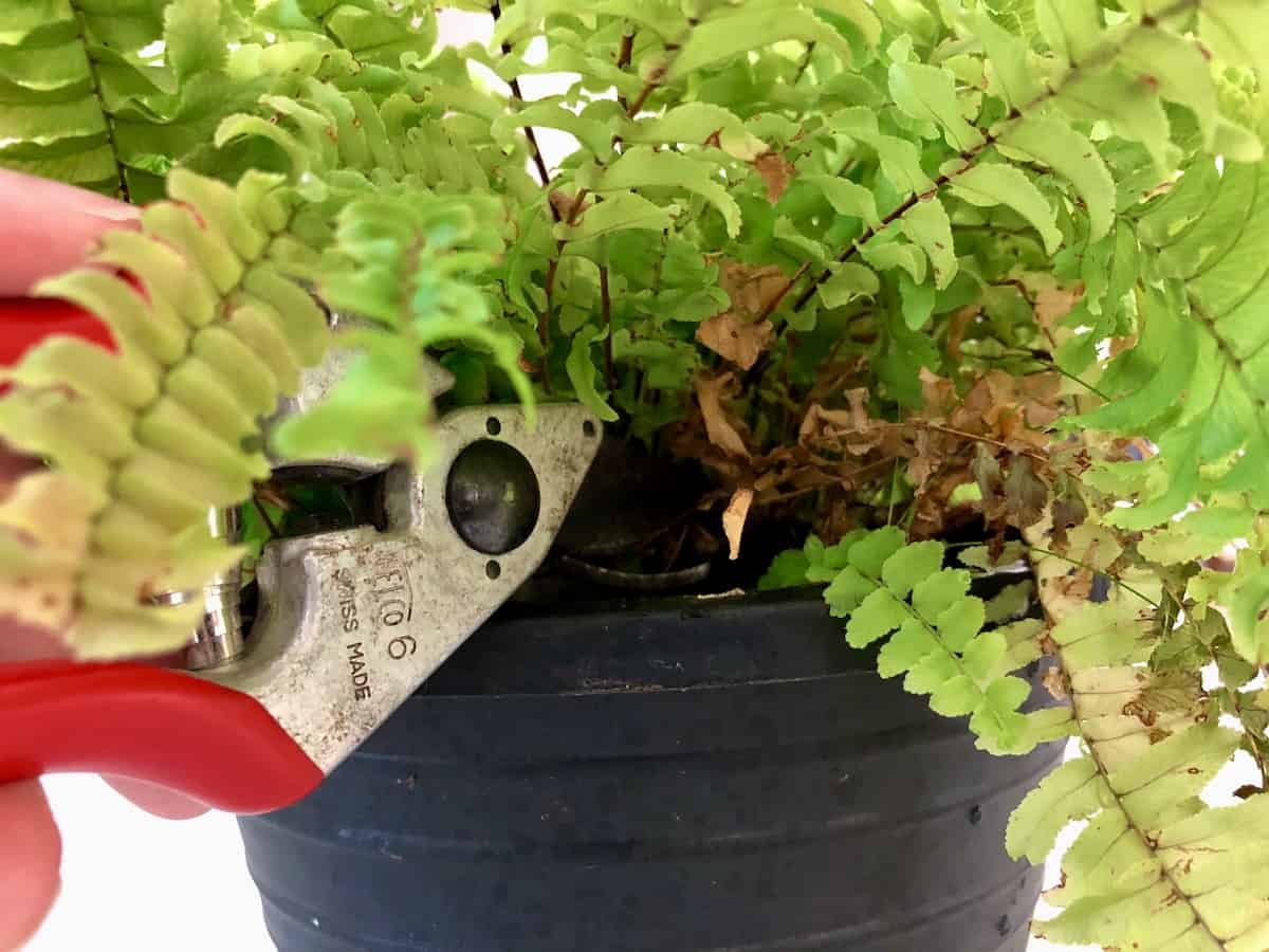 Pruning out dead growth from a boston fern houseplant