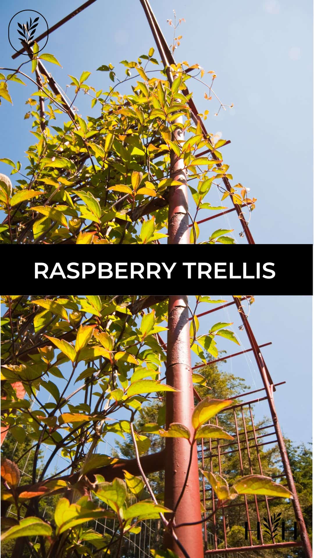 Raspberry trellis via @home4theharvest