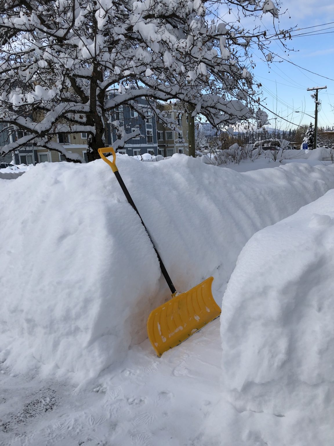 27+ winter crops ️ 🌱 Discover hearty varieties that thrive in the cold