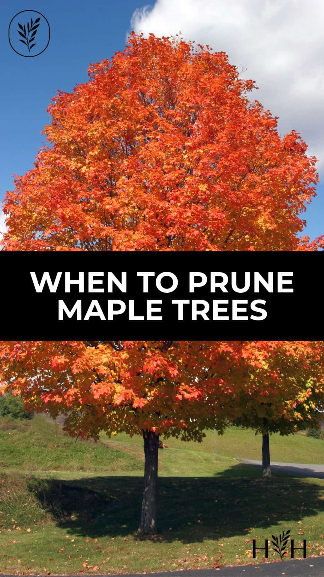 When to prune maple trees via @home4theharvest