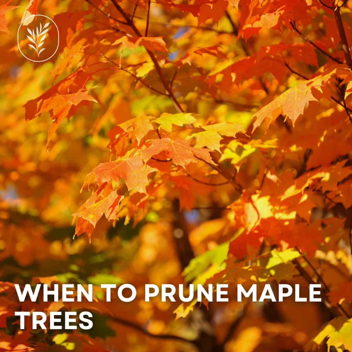 When to prune maple trees via @home4theharvest