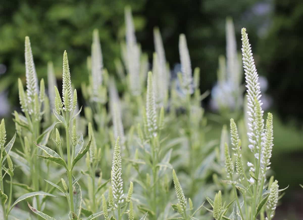 White speedwell - veronica - drought tolerant perennial flower