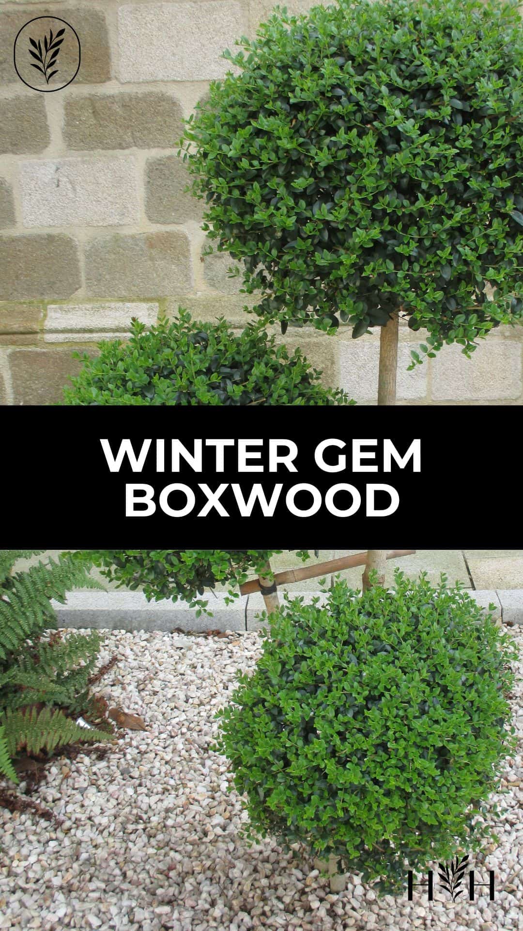 Winter gem boxwood via @home4theharvest